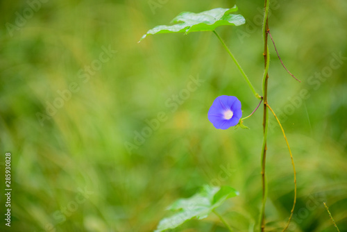 A close-up of wild plants growing in the fields in summer