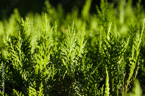 Background of green cypress foliage. Sprigs of cypress close-up. Green branches of cypress and black background.