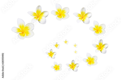 yellow flowers on white background © jan nakhonkae