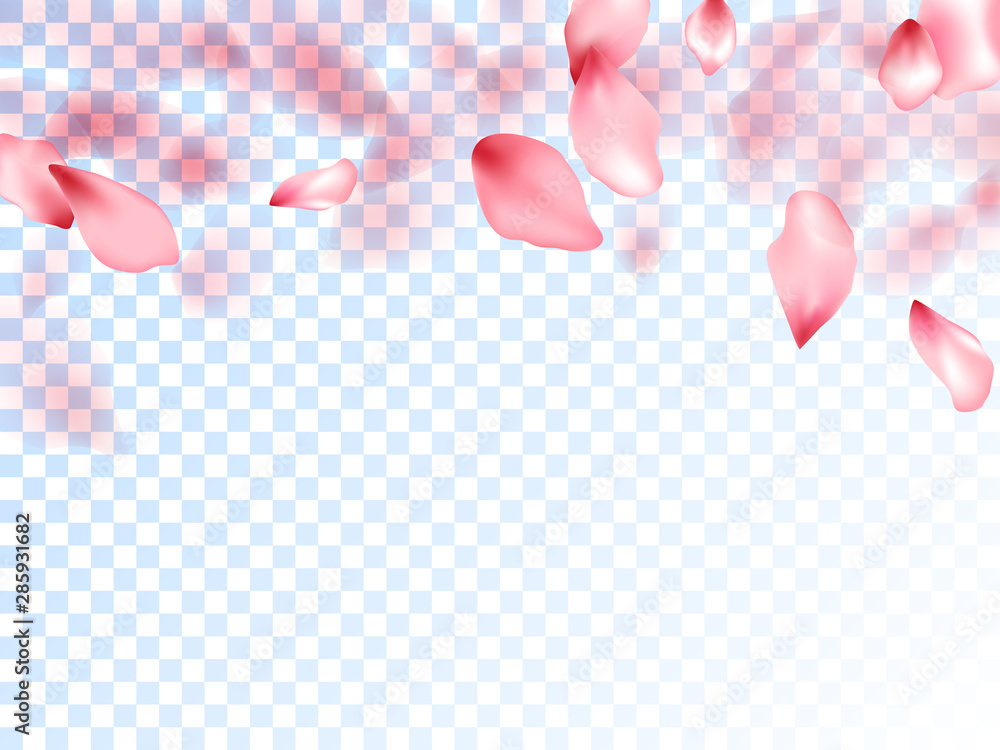 Japanese cherry petals on transparent background. Japanese cherry petals on transparent background.