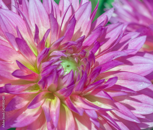 closeup of pink flower  nice background