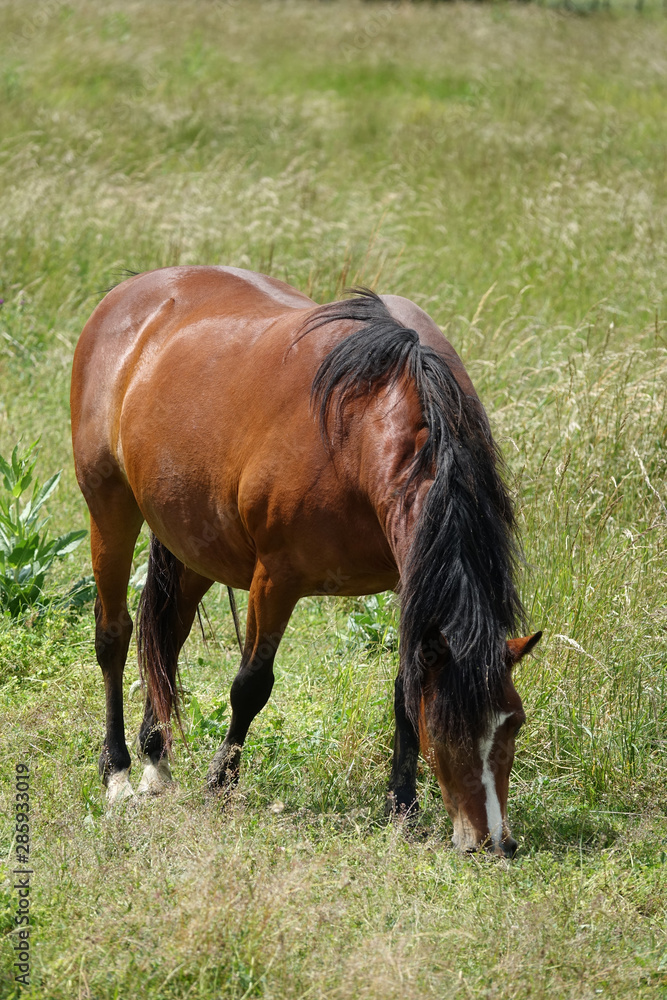 Fototapeta premium cheval broutant