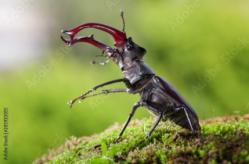 Big Stage Beetle fighting