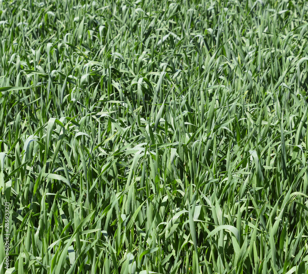 Young green wheat field Young green wheat field