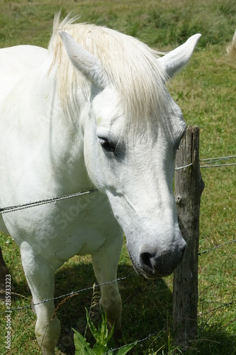 Tête d'un cheval blanc © JC DRAPIER