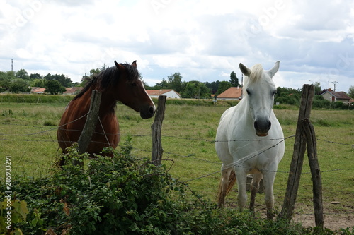 Fototapeta Naklejka Na Ścianę i Meble -  chevaux brun et blanc