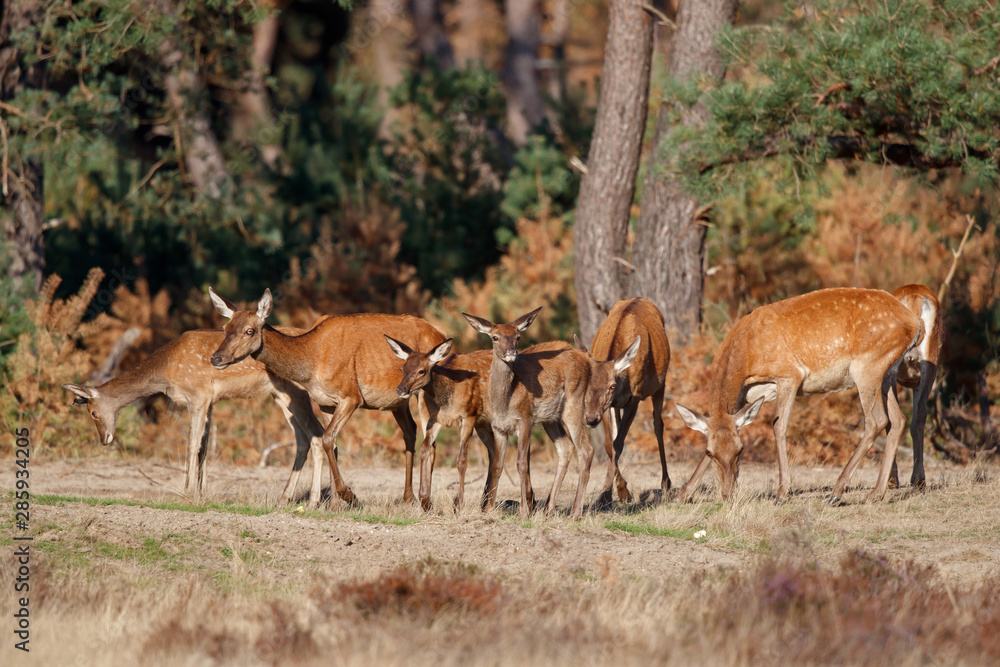 Red deer female with calf in rutting season in National Park Hoge Veluwe in the Netherlands Red deer female with calf in rutting season in National Park Hoge Veluwe in the Netherlands