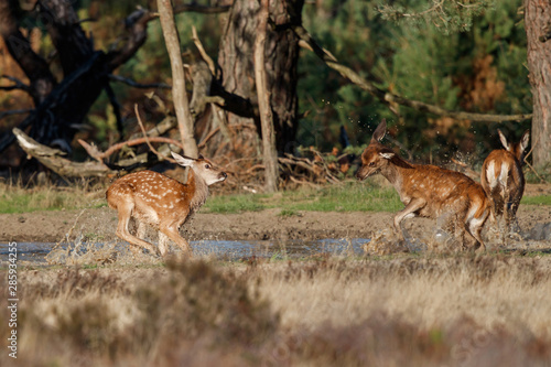 Fototapeta Naklejka Na Ścianę i Meble -  Red deer calfs playing in the water in rutting season in National Park Hoge Veluwe in the Netherlands