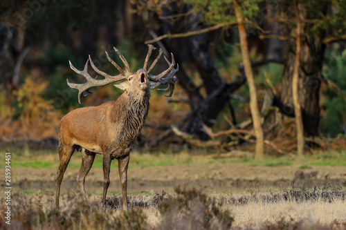 Red deer stag bellowing in rutting season in National Park Hoge Veluwe in the Netherlands © henk bogaard