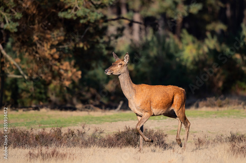 Fototapeta Naklejka Na Ścianę i Meble -  Red deer female in rutting season in National Park Hoge Veluwe in the Netherlands
