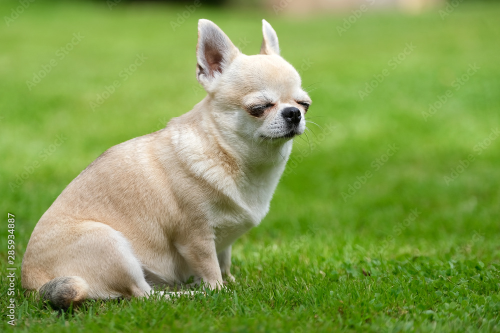 A chihuahua dog sits on the grass with its eyes closed.