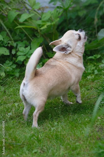 A small chihuahua dog barks.