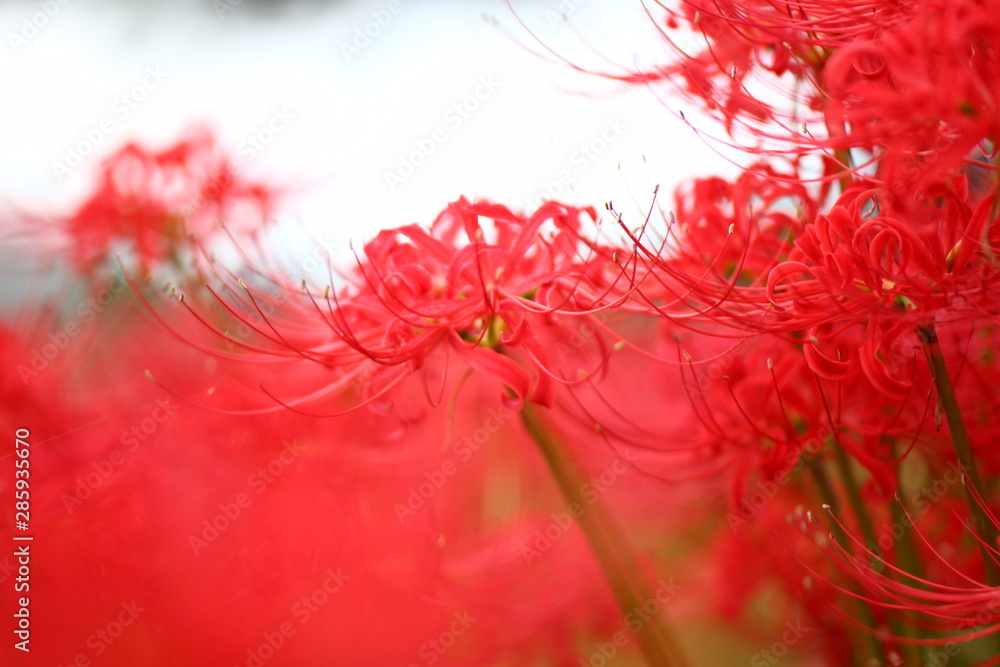 秋に咲く赤い彼岸花(曼珠沙華、リコリス) 秋に咲く赤い彼岸花(曼珠沙華、リコリス)