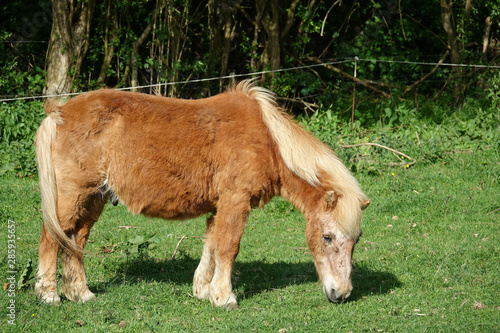 poney brun