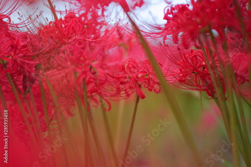 秋に咲く赤い彼岸花（曼珠沙華、リコリス）