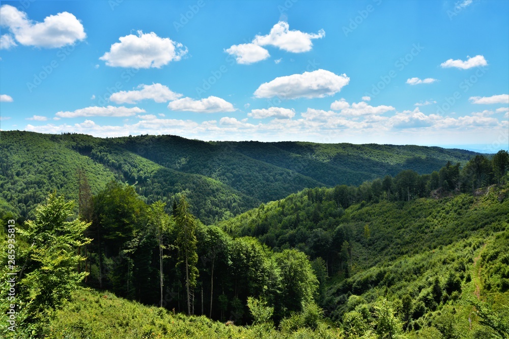 Fototapeta premium summer landscape in the Calimani mountains