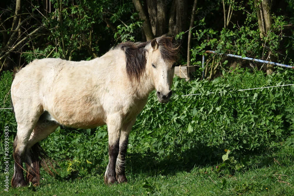 Fototapeta premium double poney