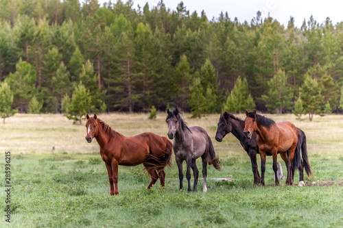 Four horses on a green meadow against the background of a blurred forest. Brown and dark with long manes and tails. It looks like an oil painting.