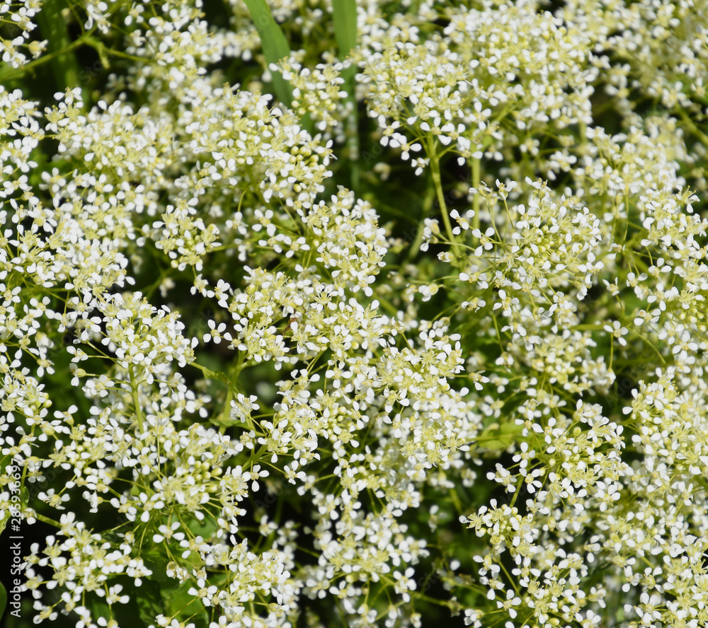 Lepidium draba white flowers