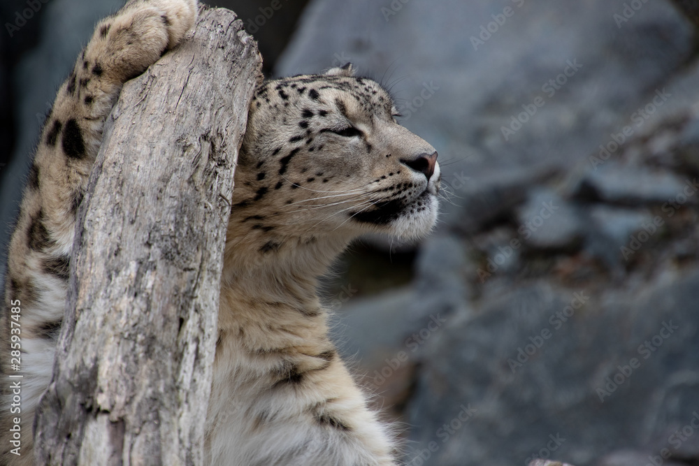 Obraz premium Pantera śnieżna