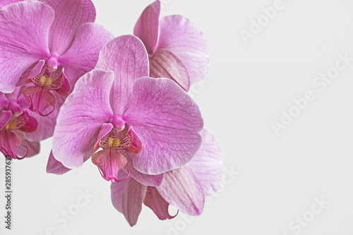 pink orchid flower blossom with white background 