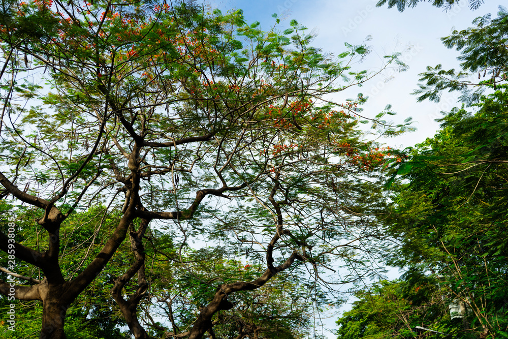 Obraz premium Green trees during the morning sunrise in the park.
