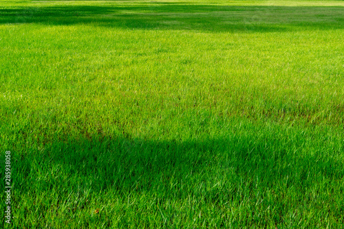 green grass field in big city park