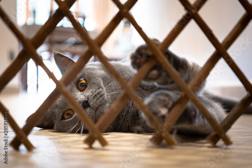 gatto in gabbia carino dolce