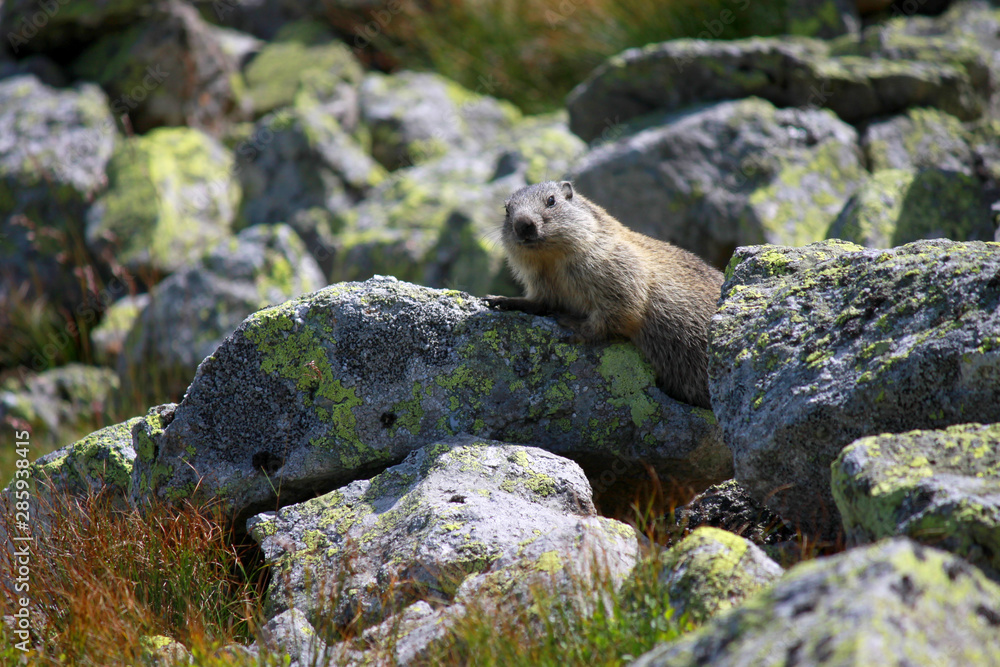 Marmot in Chocholowska valley, Tatra Mountains, Poland