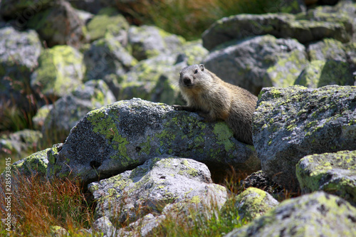 Obraz na płótnie Marmot in Chocholowska valley, Tatra Mountains, Poland w salonie