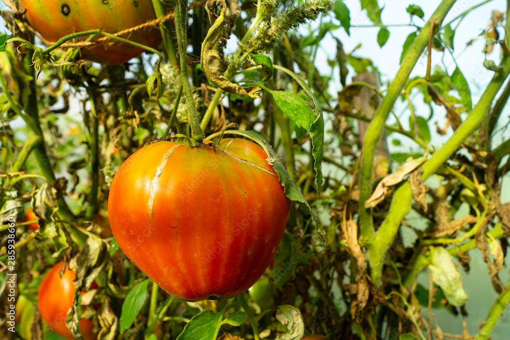 Ripe tomato on branch in hothouse