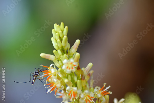 Mosquitoes eat flowers photo