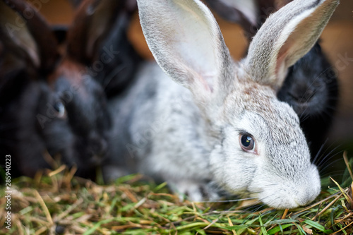 Gray and black bunny rabbits eating grass, closeup