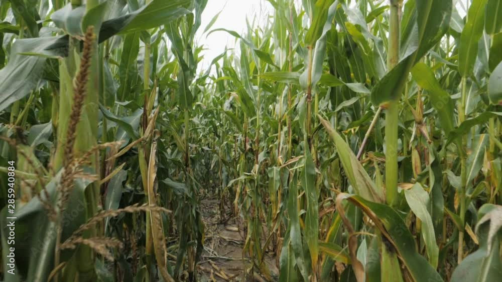 Corn Field Blowing by the Wind. Slow Motion. First-person Camera Movement Through a Corn Field. Point of View. POV. Sunbeam Through the Leaves. Ray Sunlight. Corn Field Blowing by the Wind. Slow Motion. First-person Camera Movement Through a Corn Field. Point of View. POV. Sunbeam Through the Leaves. Ray Sunlight.
