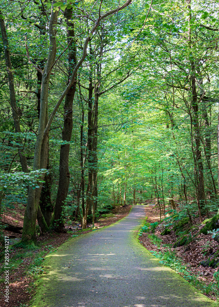 Trekking track amidst green canopy of trees andcalm water stream Trekking track amidst green canopy of trees andcalm water stream