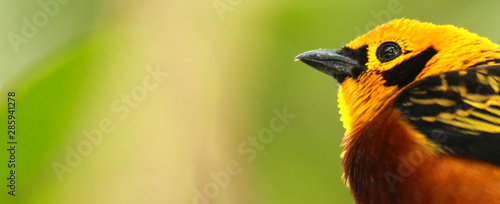 Amazing bird Tangara arthus head shot in the cloudy forest Henri Pittier National Park Venezuela photo