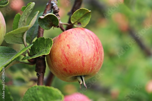 Ripe summer apples on the branches of low trees in the home garden