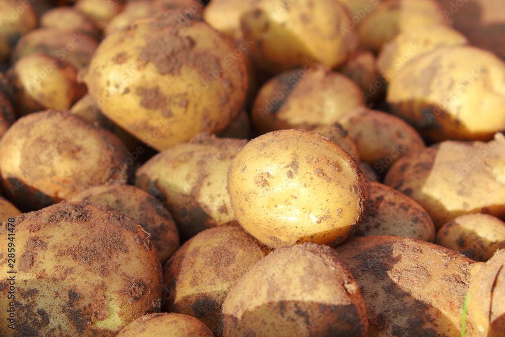 Fresh potatoes. Harvesting in the field. Close-up. Background. Texture. Fresh potatoes. Harvesting in the field. Close-up. Background. Texture.