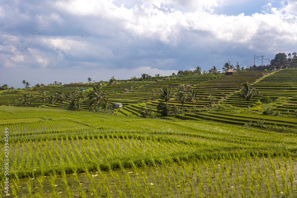 Rice fields of Jatiluwih in southeast Bali