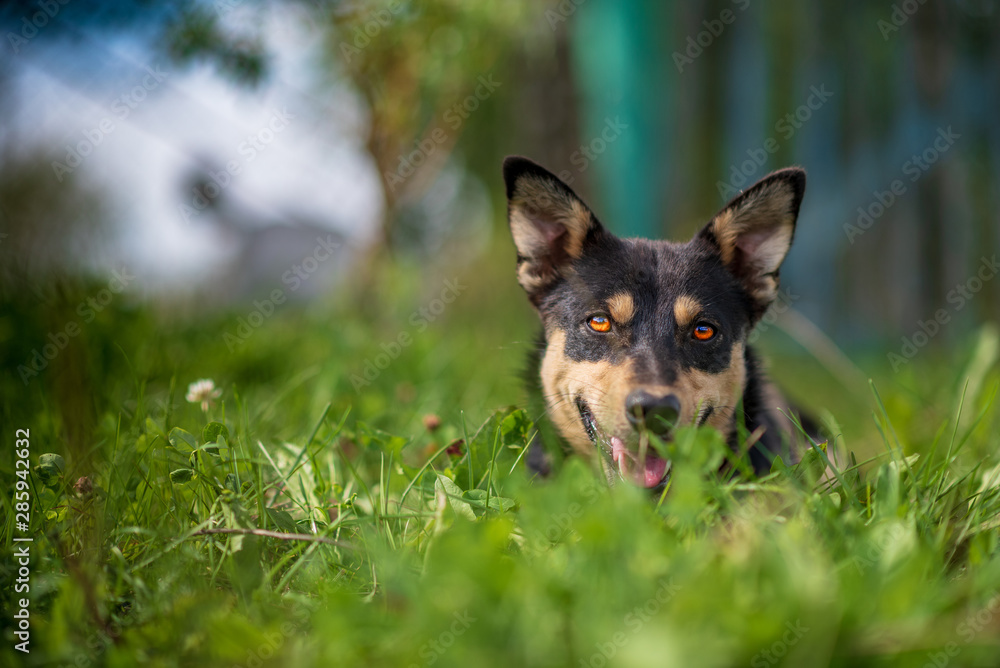 Portrait of a dog in the grass in the forest. Portrait of a dog in the grass in the forest.