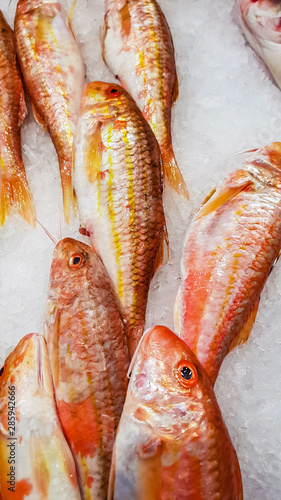 Freshly caught striped red ...