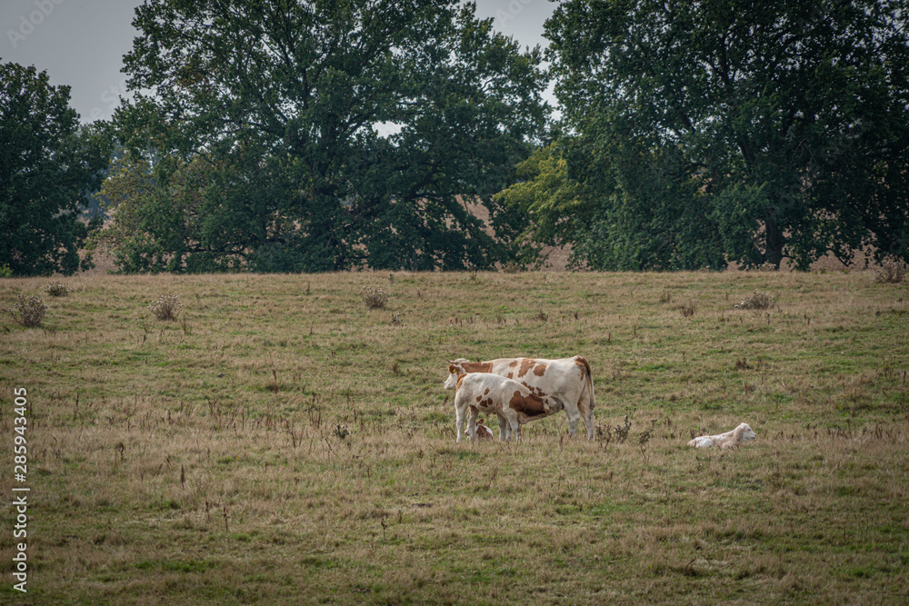 a mother cow suckling her bull calf in a meadow a mother cow suckling her bull calf in a meadow