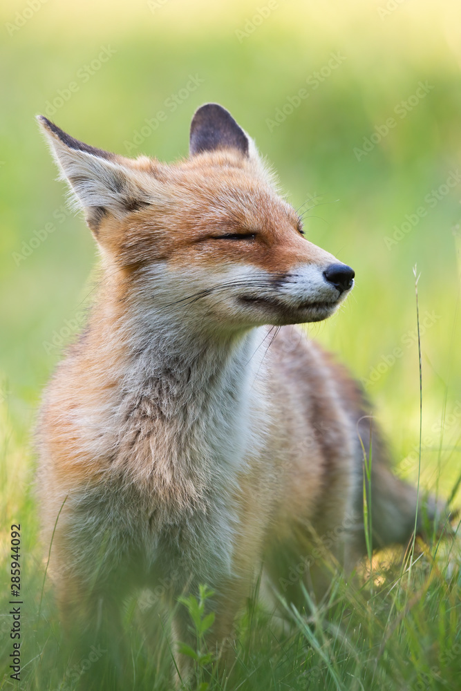 Cheerful red fox, vulpes vulpes, sniffing with snout up and eyes closed enjoying summer day in nature. Portrait of happy wild animal in natural environment on a medow with green grass. Cheerful red fox, vulpes vulpes, sniffing with snout up and eyes closed enjoying summer day in nature. Portrait of happy wild animal in natural environment on a medow with green grass.
