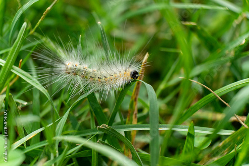 The small caterpillar walking slowly