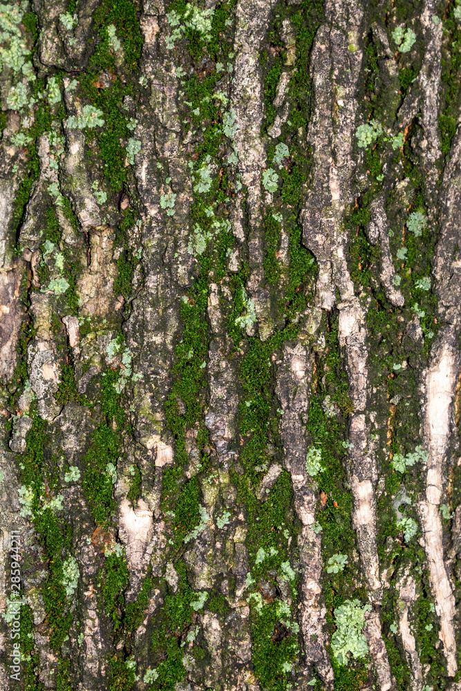 Obraz premium Closeup Tree Bark Texture With Moss