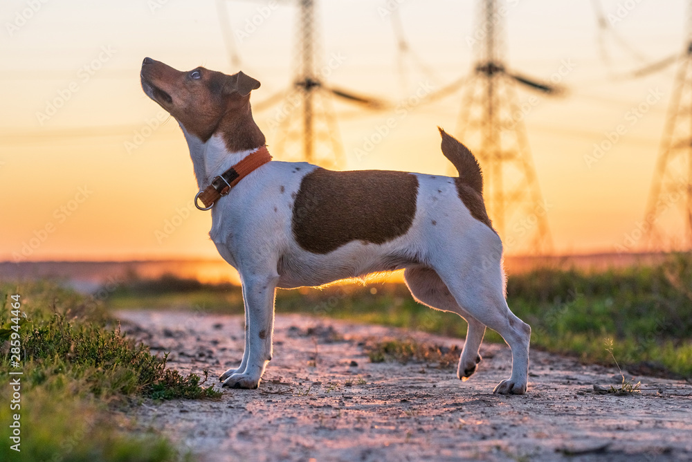 Portrait of Jack Russell Terrier at sunset.
