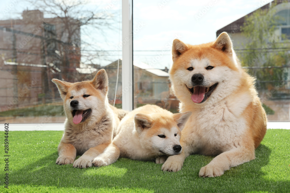Adorable Akita Inu dog and puppies on artificial grass near window - obrazy, fototapety, plakaty 