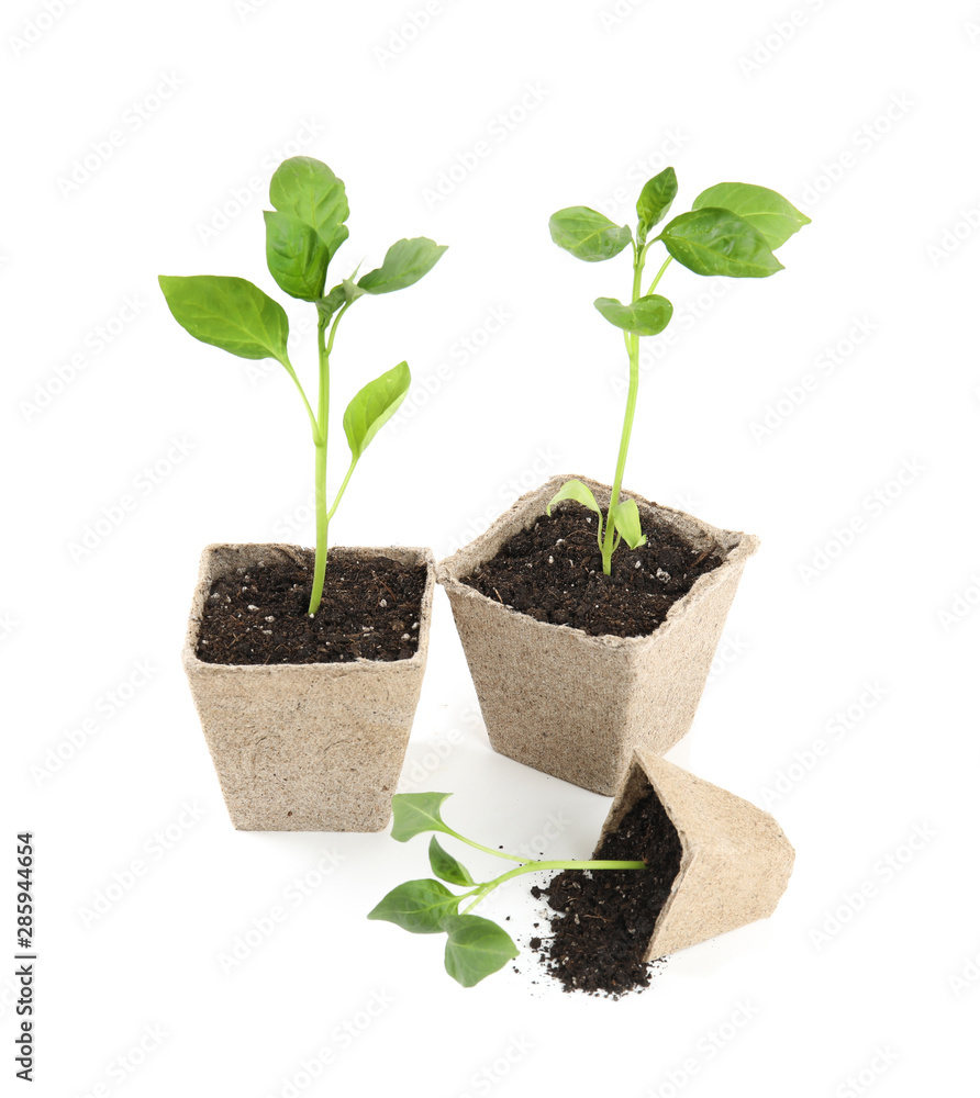Vegetable seedlings in peat pots isolated on white Vegetable seedlings in peat pots isolated on white