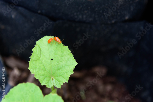 Pumpkin beentle Cucurbit Leaf Beetle on green leaf photo