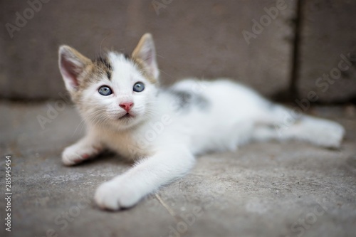 White little kitten lies on a stone floor and looks up